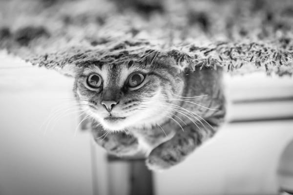Kitty lying on its back on a shag rug. The image is flipped vertically.